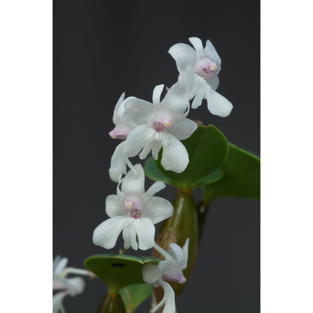 Dendrobium aberrans