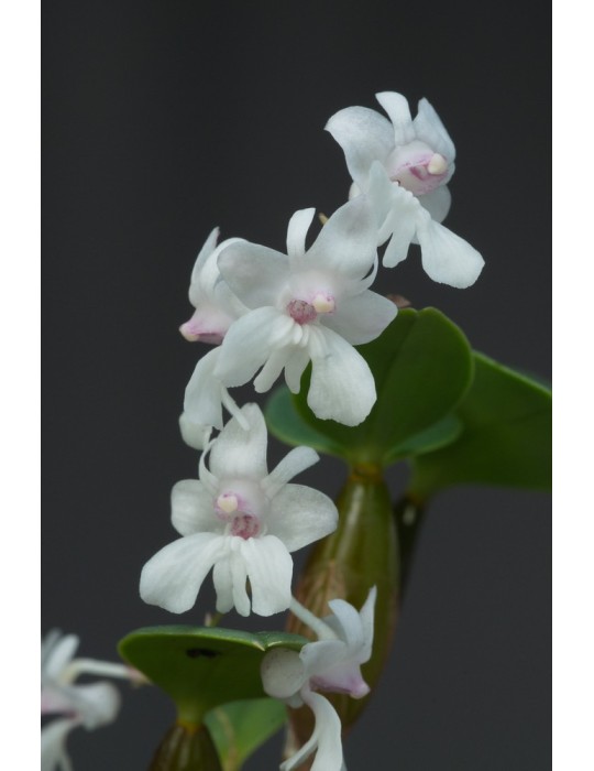Dendrobium aberrans