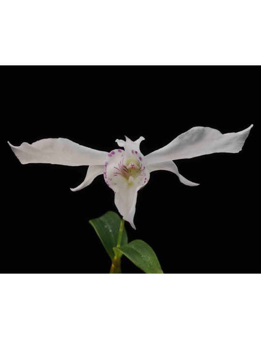 Dendrobium rhodostictum