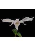 Dendrobium rhodostictum