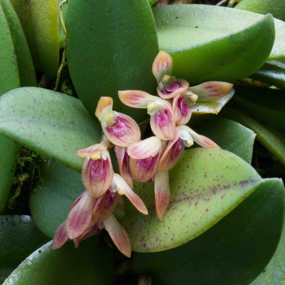 Acianthera recurva sur plaque