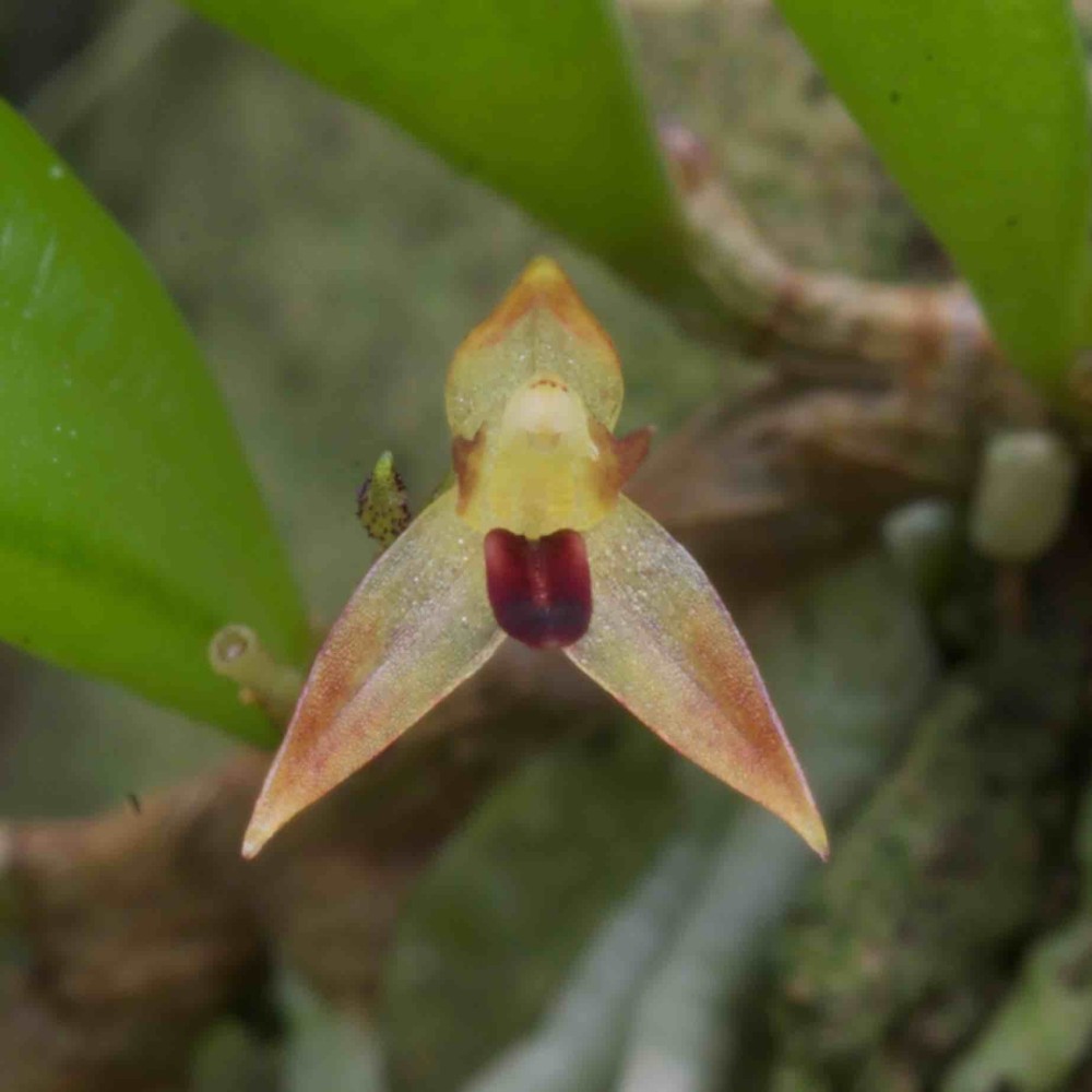 Anathallis corticicola sur plaque