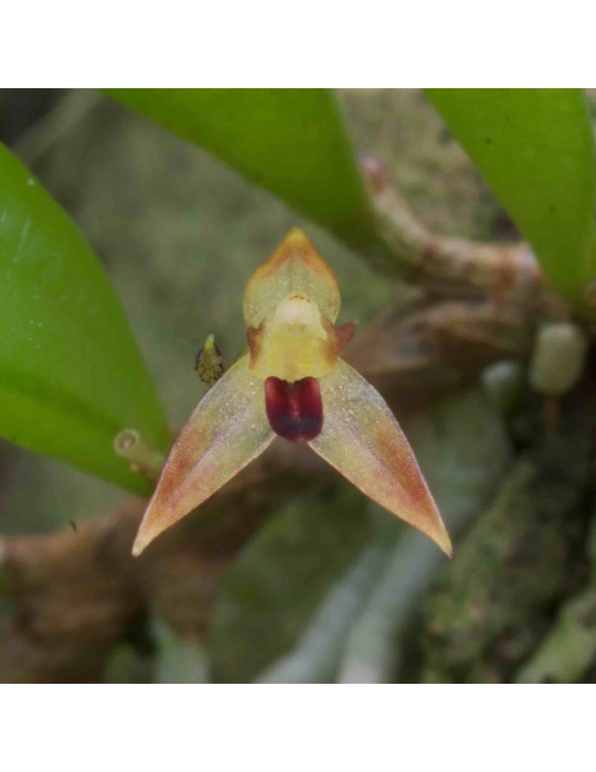 Anathallis corticicola sur plaque