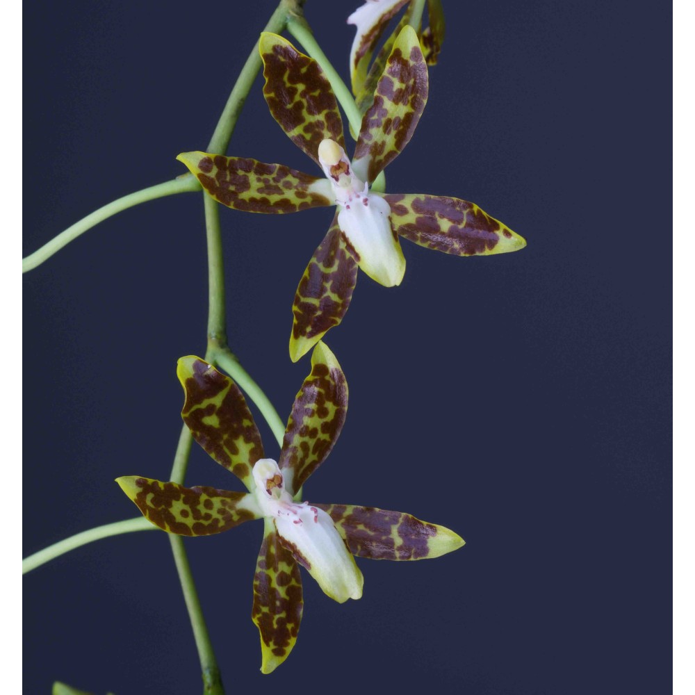 Oncidium maculatum