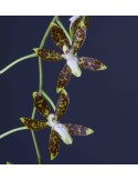 Oncidium maculatum