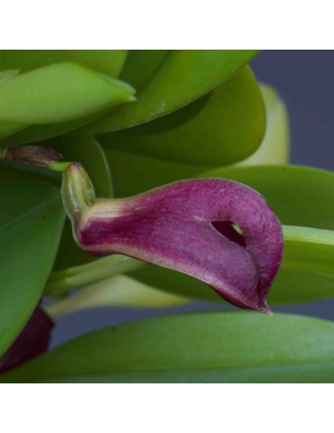 Zootrophion atropurpureum en sphaigne