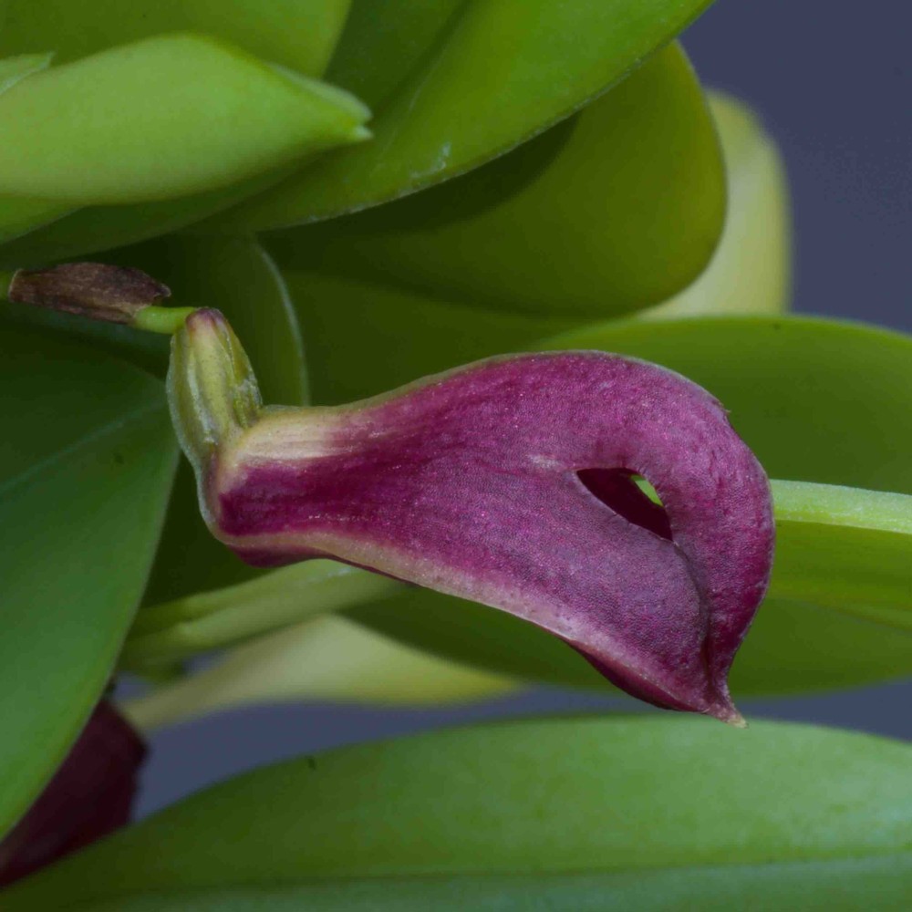 Zootrophion atropurpureum en sphaigne