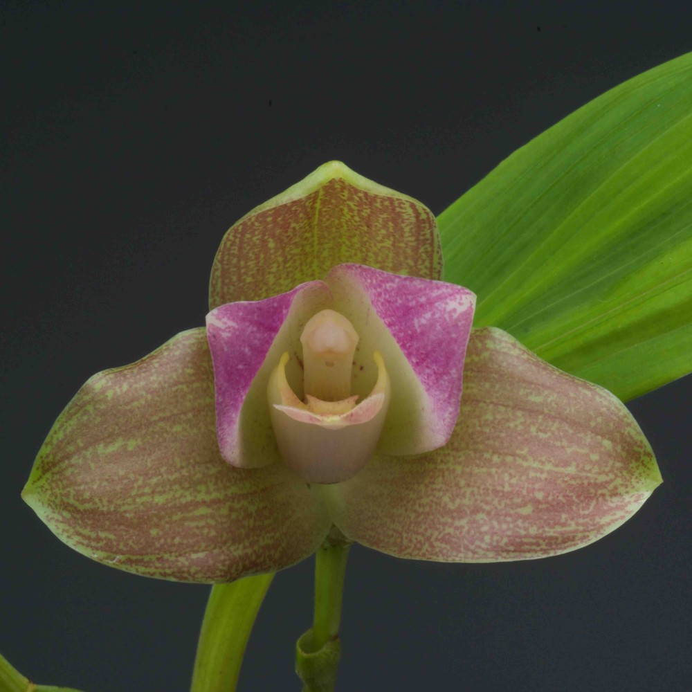 Lycaste Liberty Oriental Spots