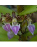 Pelatantheria insectifera sur plaque