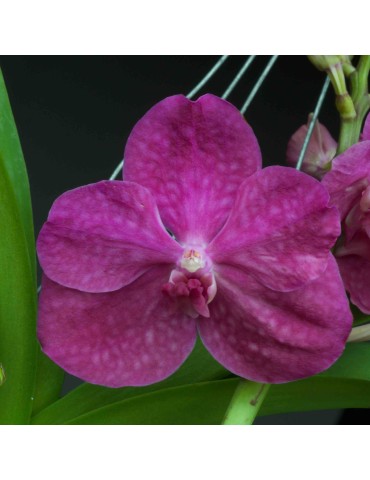 Vanda