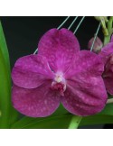 Vanda