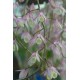 Dendrobium aphyllum