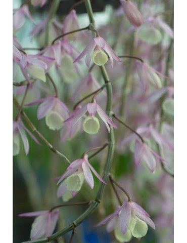 Dendrobium aphyllum 2