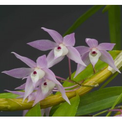 Dendrobium hercoglossum en sphaigne