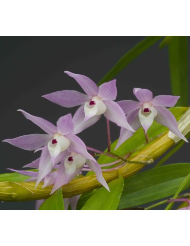 Dendrobium hercoglossum en sphaigne