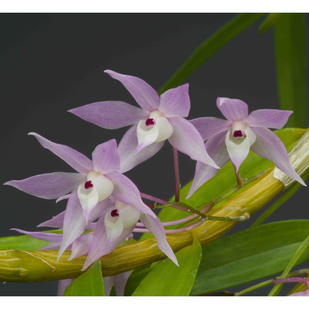 Dendrobium hercoglossum