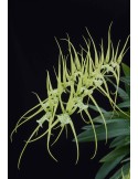 Brassia verrucosa