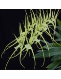 Brassia verrucosa