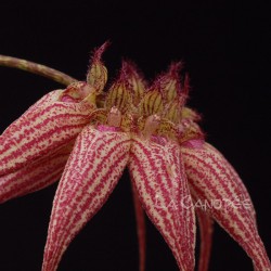 Bulbophyllum Elisabeth Ann 'Buckleburry' sur plaque