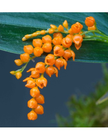 Pleurothallis truncata