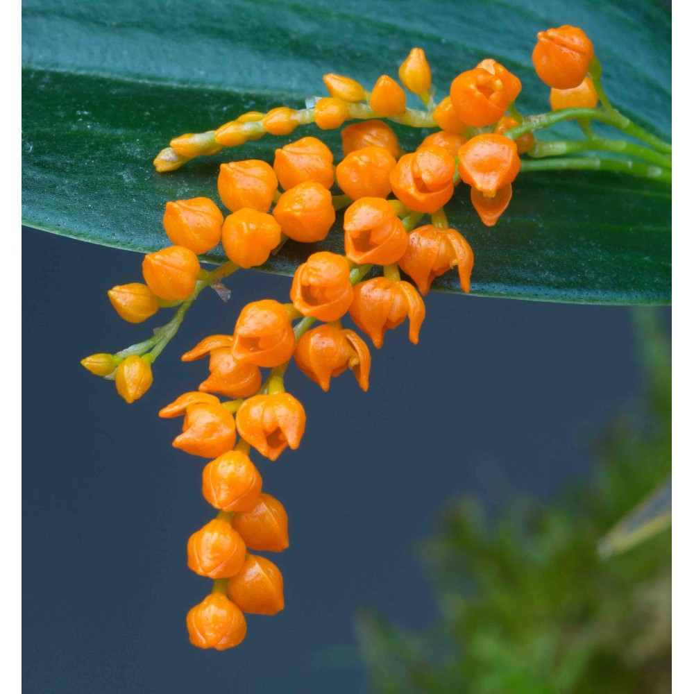 Pleurothallis truncata