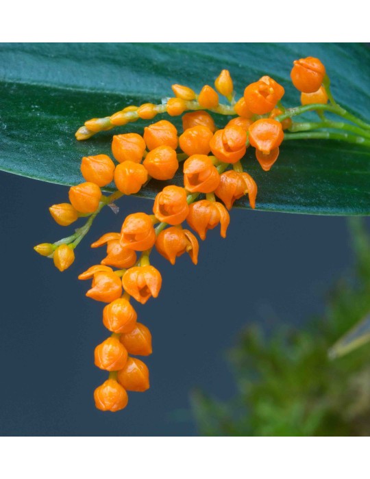 Pleurothallis truncata