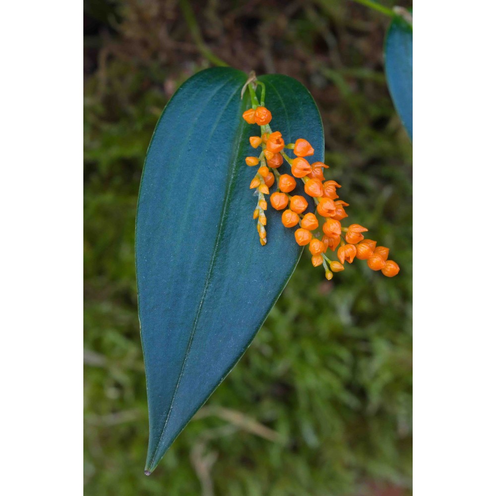 Pleurothallis truncata