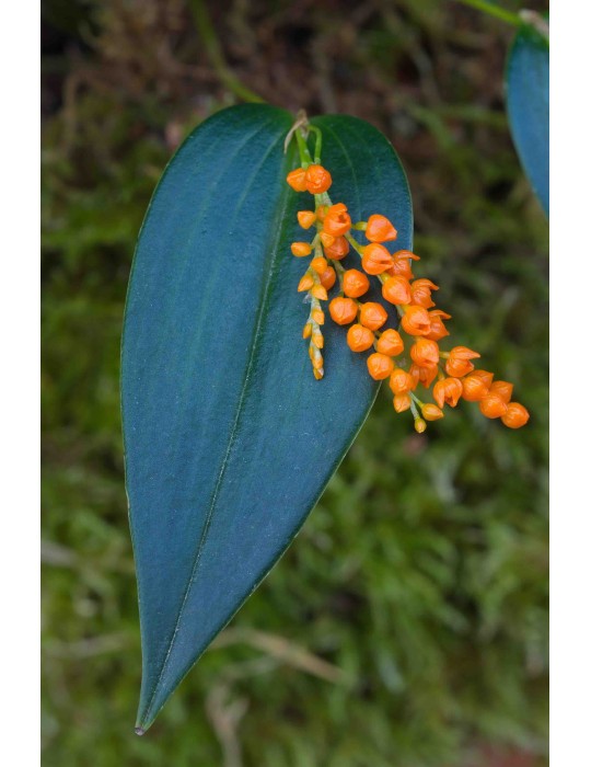 Pleurothallis truncata