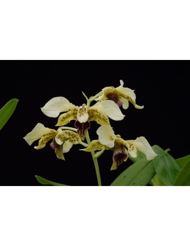 Dendrobium atroviolaceum 2