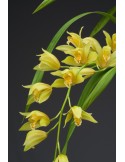 Cymbidium Maggie Fowler