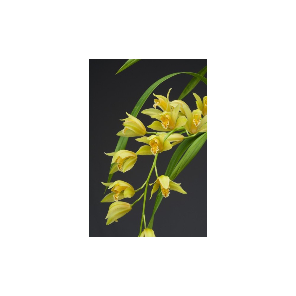 Cymbidium Maggie Fowler