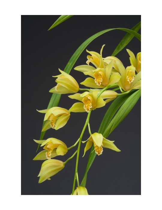Cymbidium Maggie Fowler