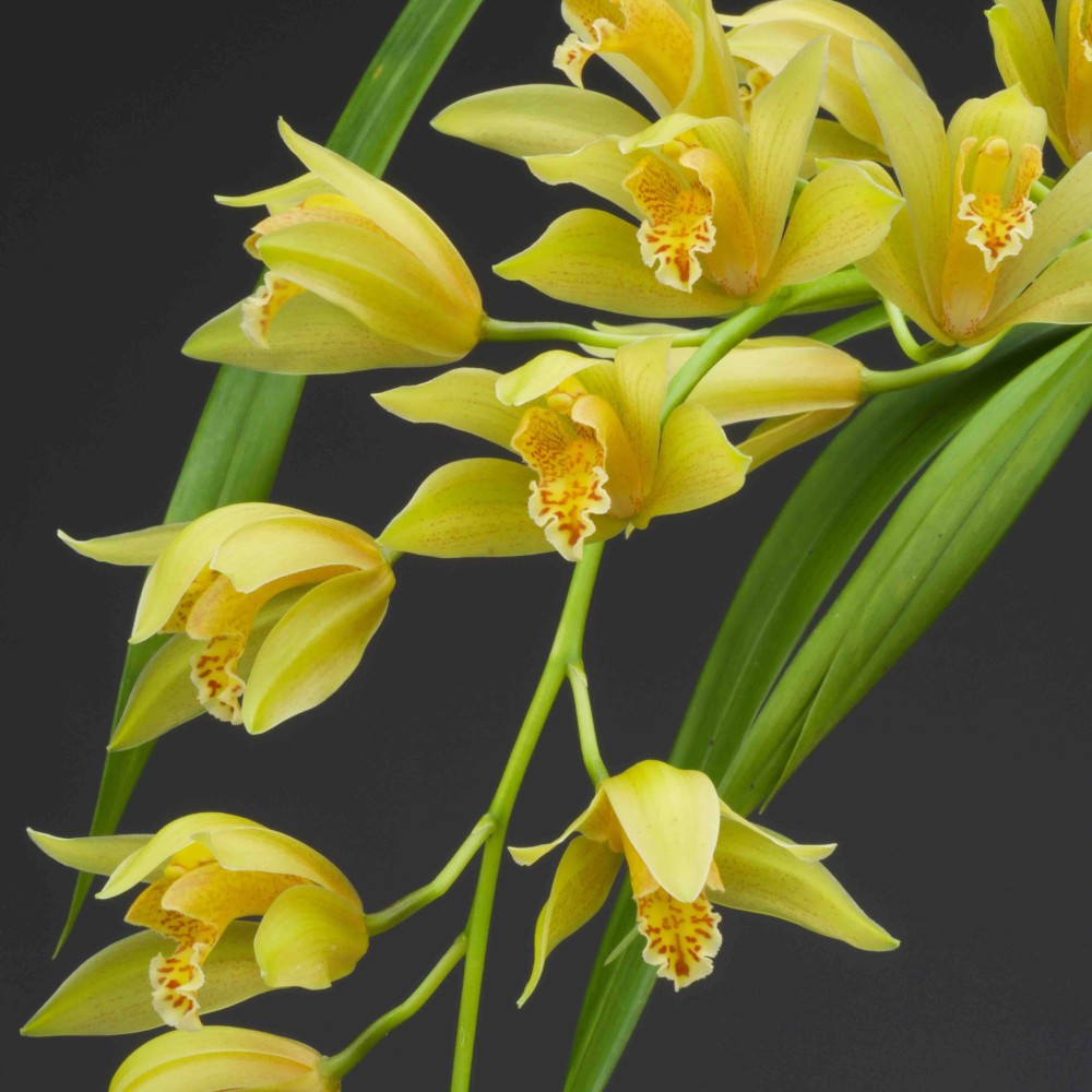 Cymbidium Maggie Fowler