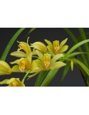 Cymbidium Maggie Fowler
