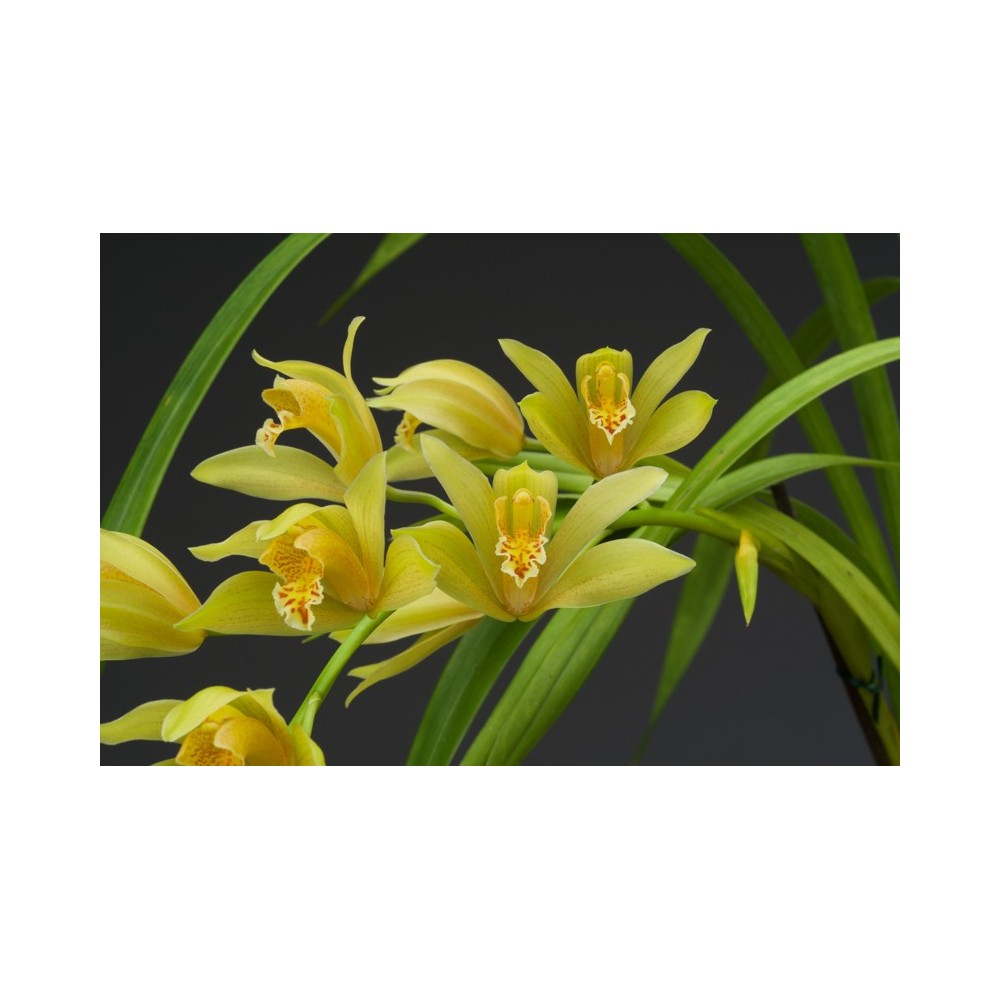 Cymbidium Maggie Fowler