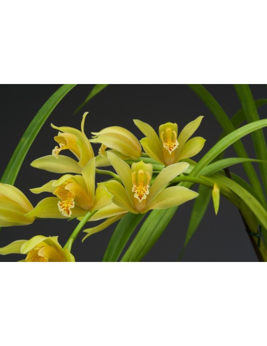 Cymbidium Maggie Fowler