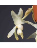 Stanhopea Souvenir de Marie-France Bourdon