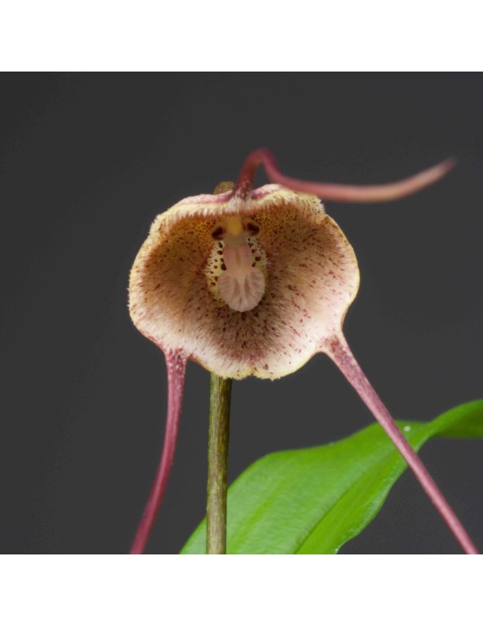 Dracula dalessandroi Dracula dalessandroi