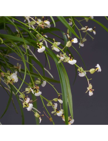 Ornithophora radicans sur plaque