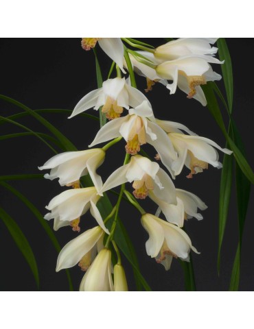 Cymbidium Early Style