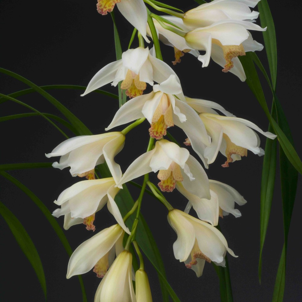 Cymbidium Early Style