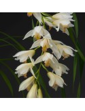 Cymbidium Early Style