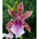 Orchidées hybrides