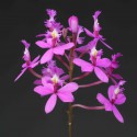 Orchidées Botaniques