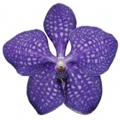 Orchidée Vanda hybride, vente - La Canopée Orchidées