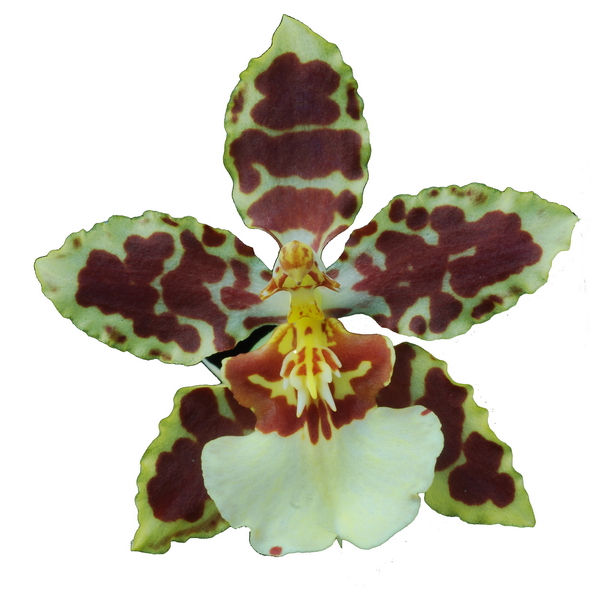 oncidium_redim.jpg