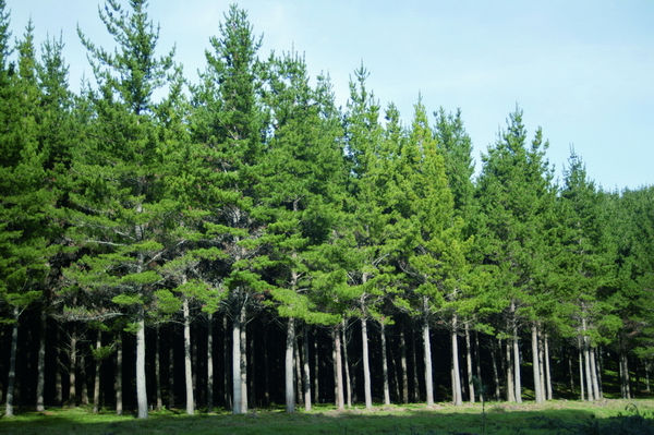 Forêt de pinus radiata