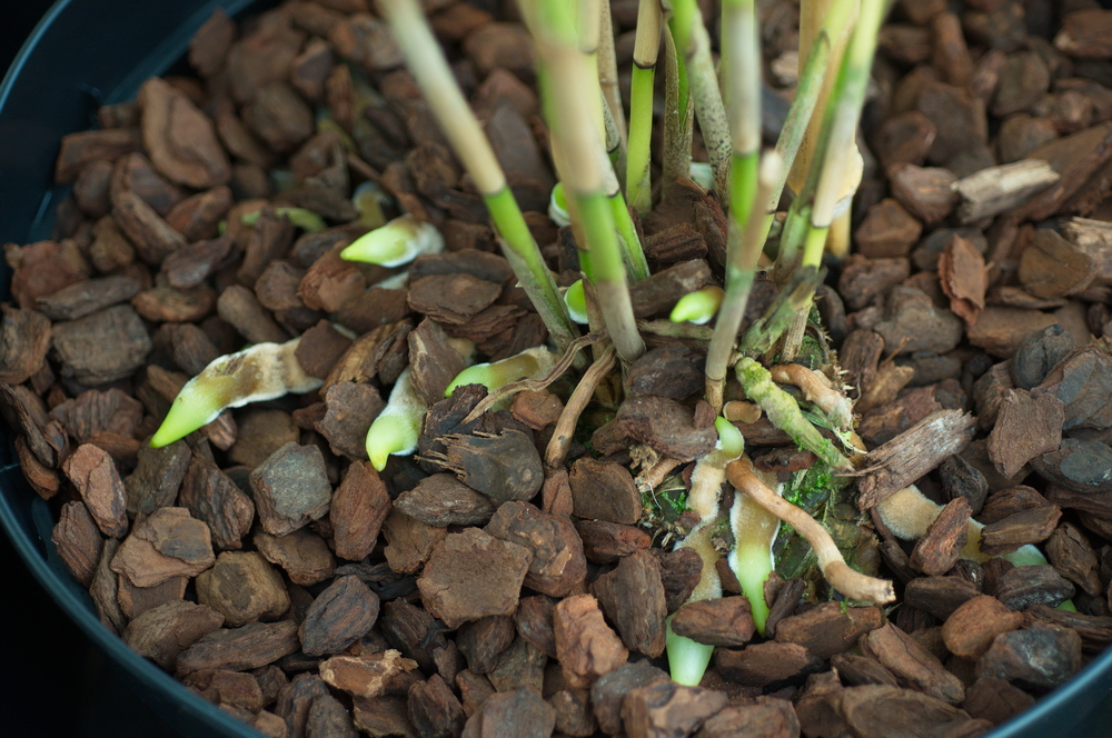 Racines de Sobralia dans le substrat Orchiata