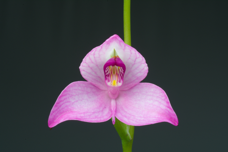 Disa racemosa