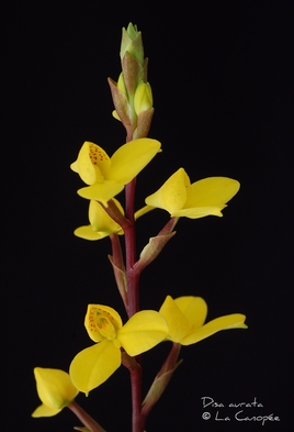 Disa aurata